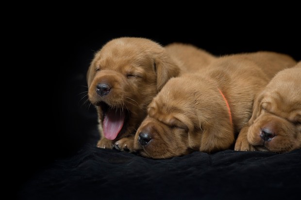 fox red lab puppies for sale roxy okie three weeks old cute puppies balsam branch kennel wisconsin (10)