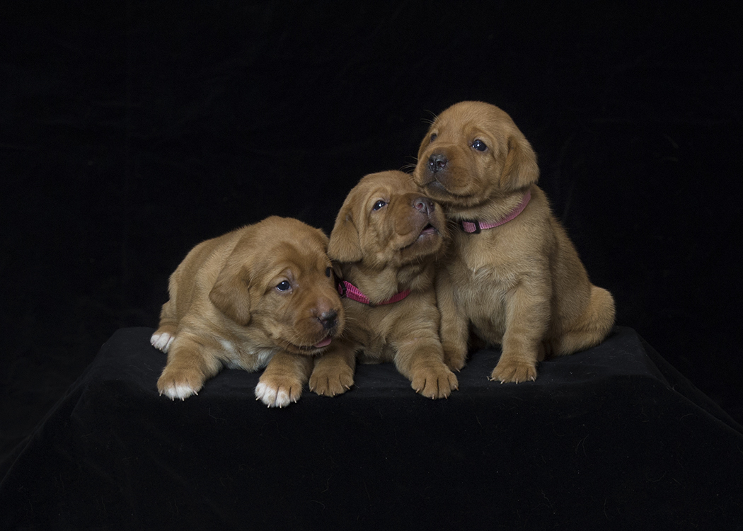 fox red lab puppies for sale roxy okie three weeks old cute puppies balsam branch kennel wisconsin (7)