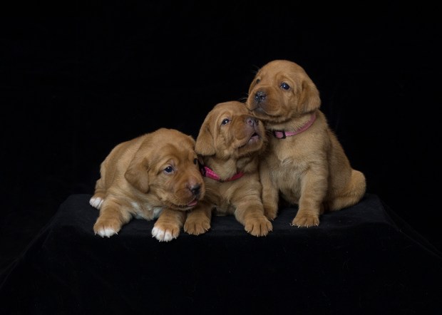fox red lab puppies for sale roxy okie three weeks old cute puppies balsam branch kennel wisconsin (7)