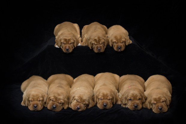 fox red lab puppies for sale roxy okie three weeks old cute puppies balsam branch kennel wisconsin (7)