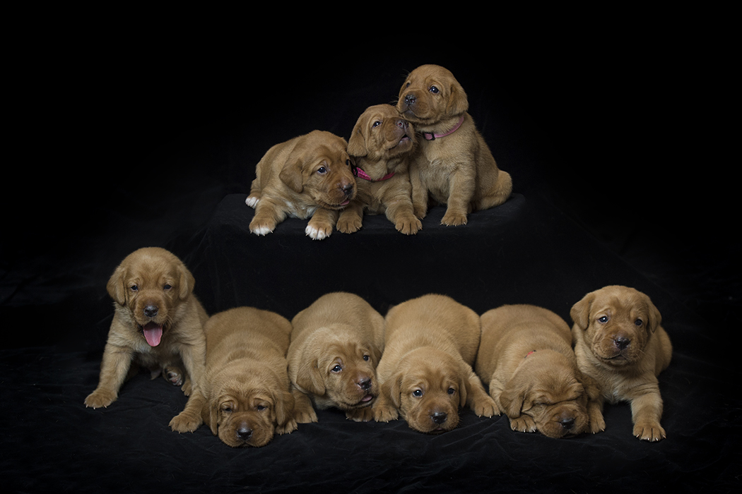 fox red lab puppies for sale roxy okie three weeks old cute puppies balsam branch kennel wisconsin (7)
