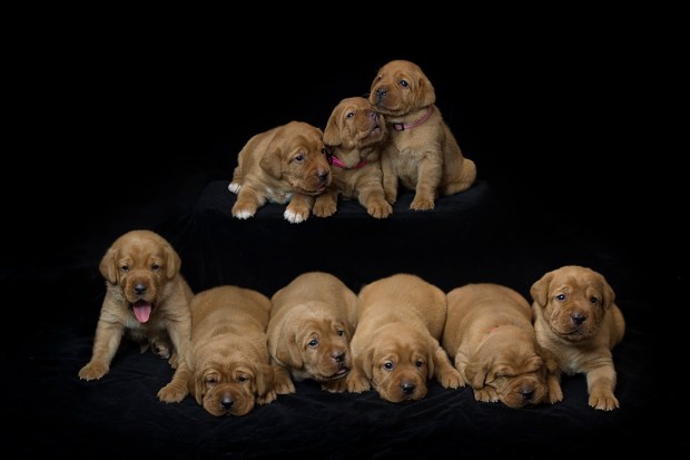 fox red lab puppies for sale roxy okie three weeks old cute puppies balsam branch kennel wisconsin (7)