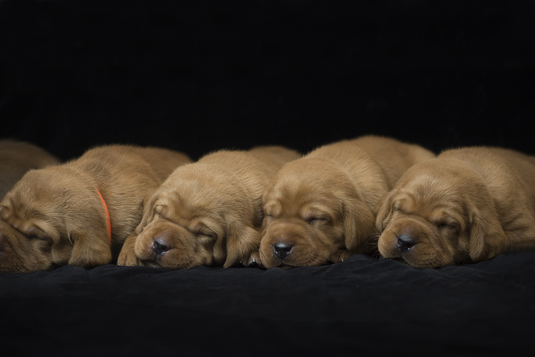 fox red lab puppies for sale roxy okie three weeks old cute puppies balsam branch kennel wisconsin (7)