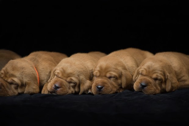 fox red lab puppies for sale roxy okie three weeks old cute puppies balsam branch kennel wisconsin (7)