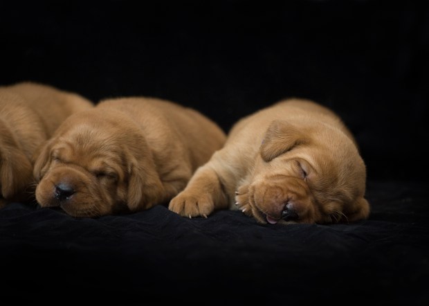 fox red lab puppies for sale roxy okie three weeks old cute puppies balsam branch kennel wisconsin (7)