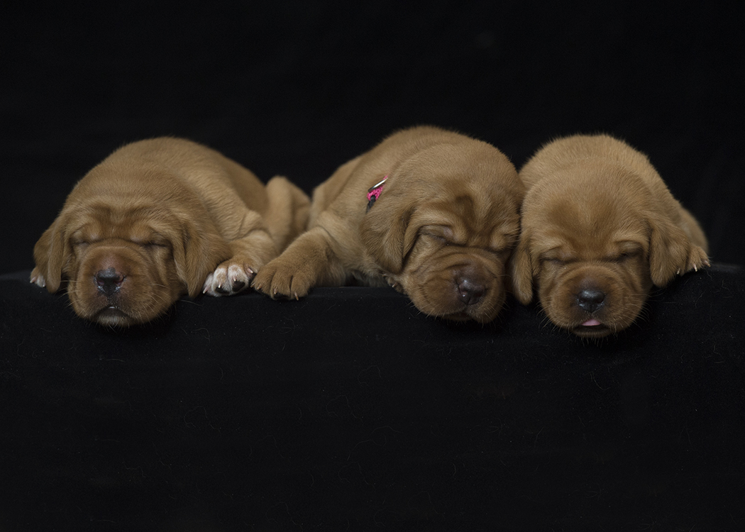 fox red lab puppies for sale roxy okie three weeks old cute puppies balsam branch kennel wisconsin (7)