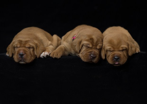 fox red lab puppies for sale roxy okie three weeks old cute puppies balsam branch kennel wisconsin (7)