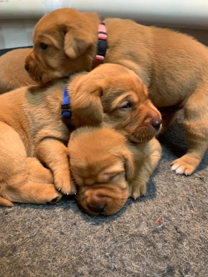 fox red lab puppies for sale roxy okie three weeks old cute puppies balsam branch kennel wisconsin (7)