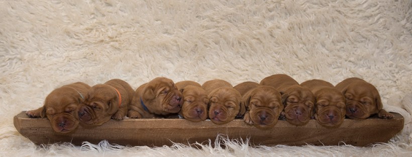 fox red lab puppies for sale wi balsam branch kennel