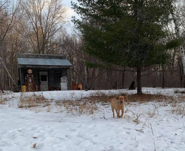 labs in snow balsam branch kennel fox red labs 2