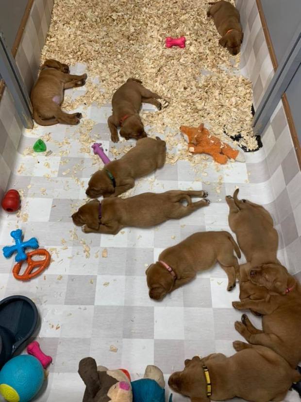 Fox Red Lab Puppies Balsam Branch Kennel Puppies For Sale (2)