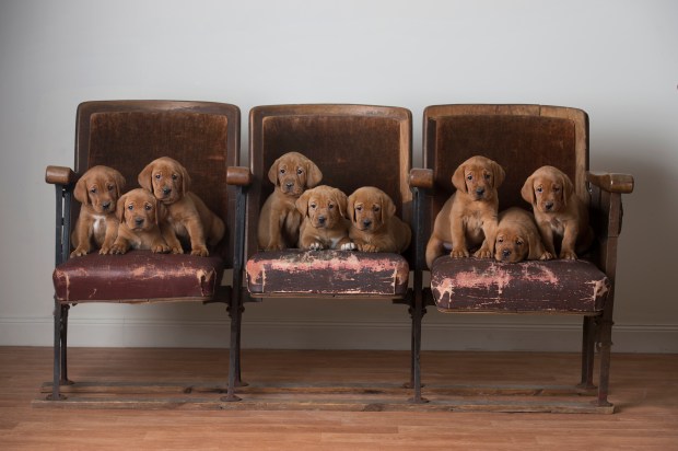 Puppies on Vintage Theater Seats Fox Red Lab Puppies Balsam Branch Kennel Puppies For Sale