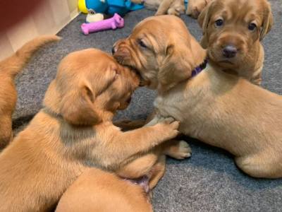 Fox Red Lab Puppies For Sale Balsam Branch Kennel 3 weeks old Roxy Okie (11)
