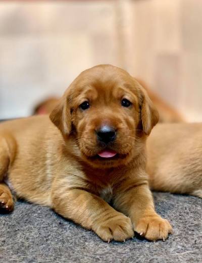 Fox Red Lab Puppies For Sale Balsam Branch Kennel 3 weeks old Roxy Okie (6)