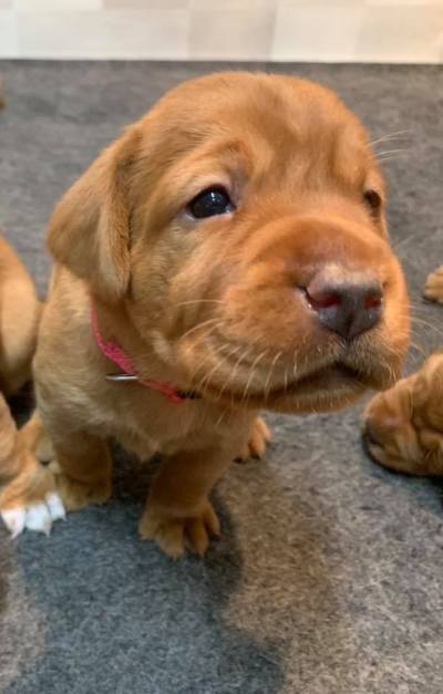 Fox Red Lab Puppies For Sale Balsam Branch Kennel 3 weeks old Roxy Okie (7)
