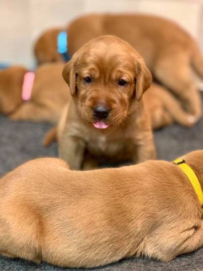 Fox Red Lab Puppies For Sale Balsam Branch Kennel 3 weeks old Roxy Okie (8)