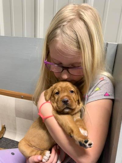 Fox Red Lab Puppies For Sale Balsam Branch Kennel 3 weeks old Roxy Okie (9)
