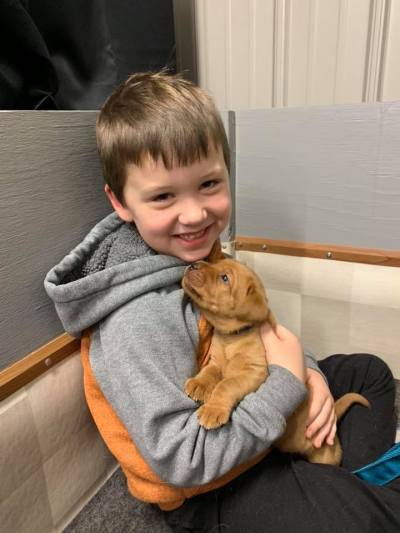 Fox Red Lab Puppies For Sale Balsam Branch Kennel 3 weeks old Roxy Okie