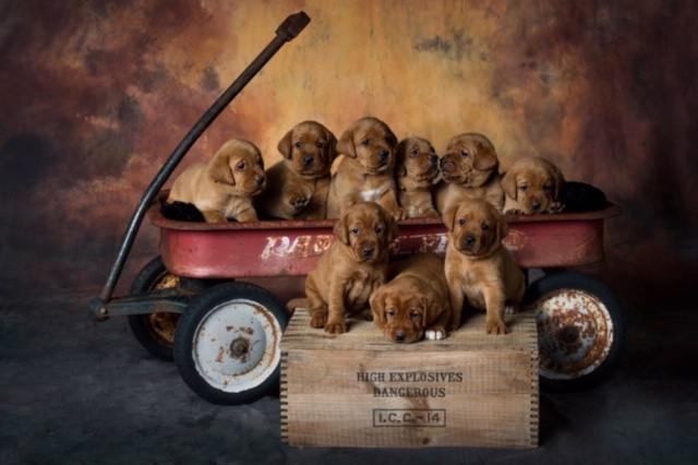 Fox Red Lab Puppies For Sale Balsam Branch Kennel Four Weeks Old (7)
