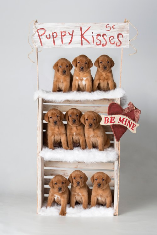 Fox Red Lab Puppy For Sale WI