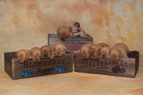 Balsam Branch Kennel Fox Red Lab Puppies for Sale1