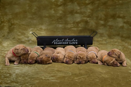 Fox Red Lab Puppy For Sale WI-1