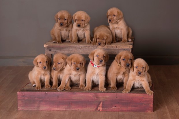 Fox Red Lab Puppies Balsam Branch Kennel Teak Okie 5 weeks