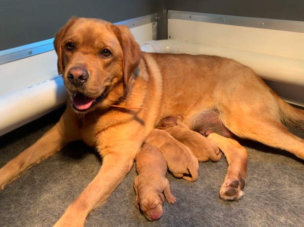 Fox Red Lab Puppies For Sale Balsam Branch Kennel Annie Blue