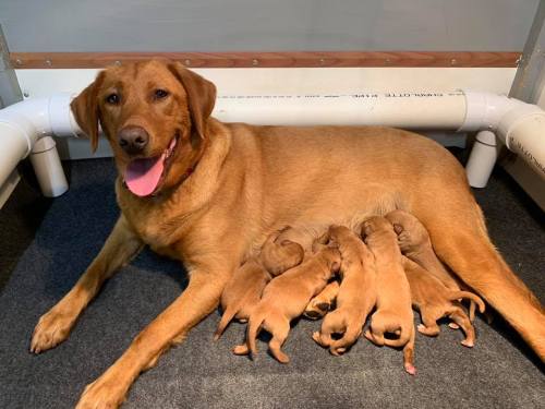 66430518_2343725635724344_7314491341319176192_n