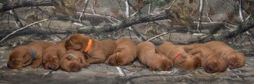 Balsam Branch Kennel Fox Red Lab Puppies for Sale-2 copy