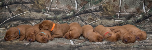 Balsam Branch Kennel Fox Red Lab Puppies for Sale-2 copy