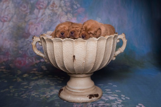 Balsam Branch Kennel Fox Red Lab Puppies for Sale-2