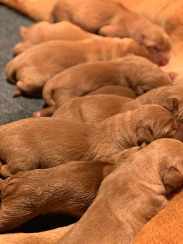Fox Red Lab Puppies For Sale Balsam Branch Kennel Kimber Blue 3