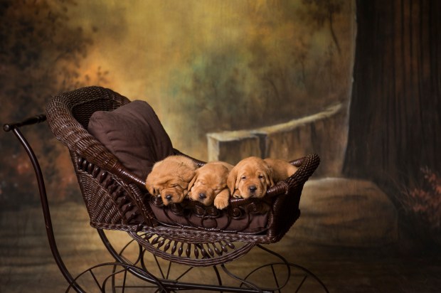 Balsam Branch Kennel Fox Red Lab Puppies for Sale-2
