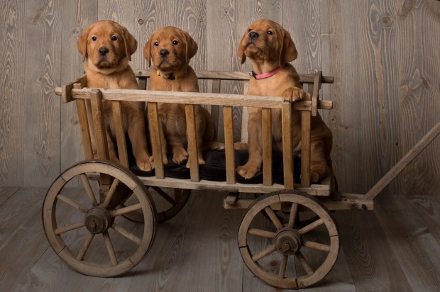 Balsam Branch Kennel Fox Red Lab Puppies for Sale