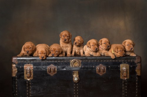 Balsam Branch Kennel Fox Red Lab Puppies for Sale-3wk