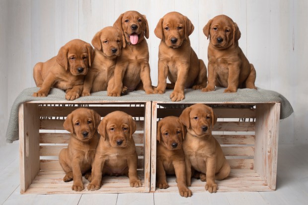 Balsam Branch Kennel Fox Red Lab Puppies for Sale-6