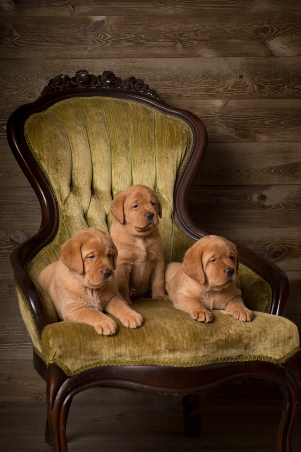 Balsam Branch Kennel Fox Red Lab Puppies for Sale copy 3