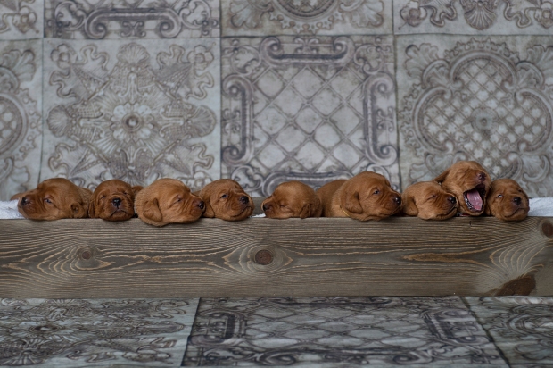 Balsam Branch Kennel Fox Red Lab Puppies for Sale