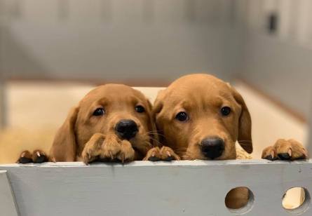 69666543_2431802690249971_9086748104966799360_n