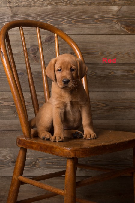 Balsam Branch Kennel Fox Red Lab Puppies for Sale-10