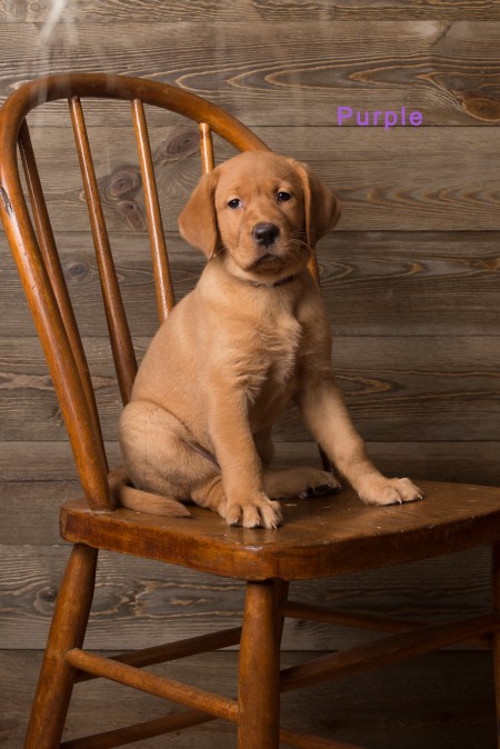 Balsam Branch Kennel Fox Red Lab Puppies for Sale-15