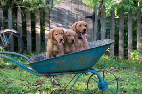 Balsam Branch Kennel Fox Red Lab Puppies for Sale-7