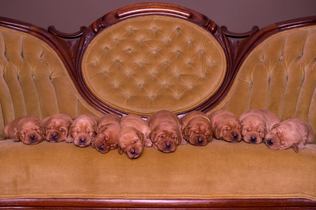 Fox Red Lab Puppies for Sale WI