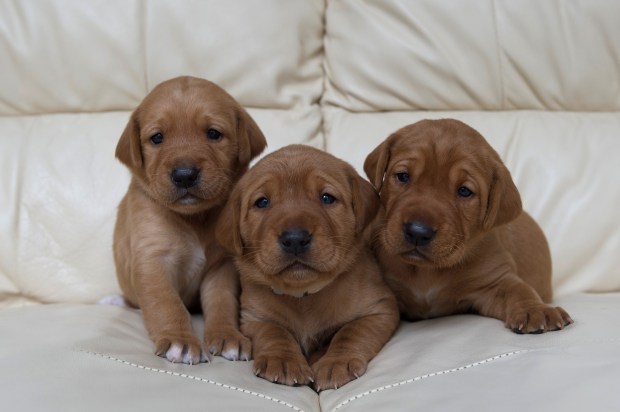 Fox Red Lab Puppies for Sale WI-2