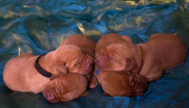Fox Red Lab Puppies for Sale WI-2