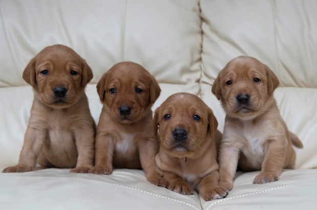 Fox Red Lab Puppies for Sale WI-3