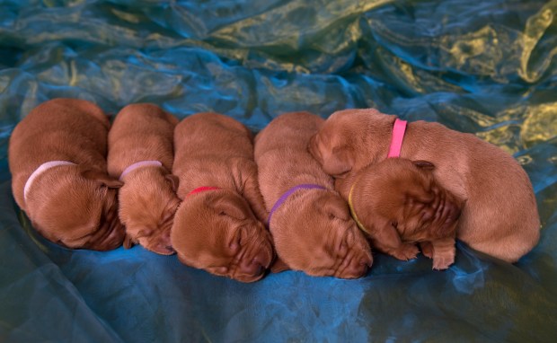 Fox Red Lab Puppies for Sale WI-3