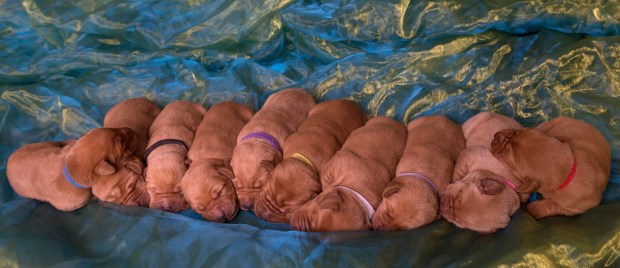 Fox Red Lab Puppies for Sale WI