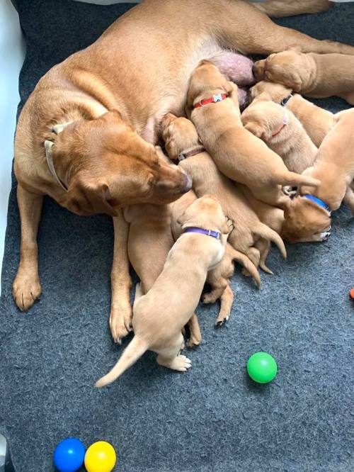 Fox Red Lab Puppies For Sale Litter Balsam Branch Kennel Roxy Manac 2020 Wisconsin Feeding Time